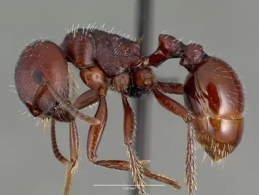 Pogonomyrmex barbatus - CASENT0006297