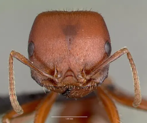 Pogonomyrmex barbatus - CASENT0006306