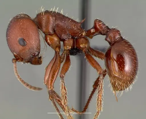 Pogonomyrmex barbatus - CASENT0006306