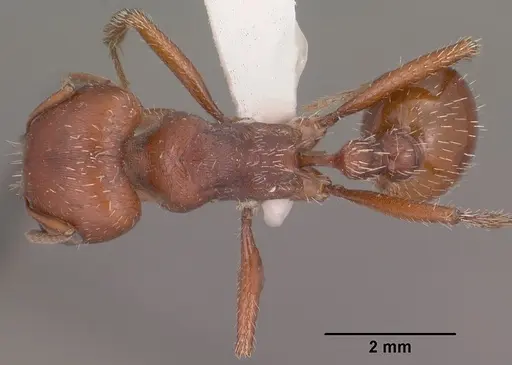 Pogonomyrmex barbatus - CASENT0102894