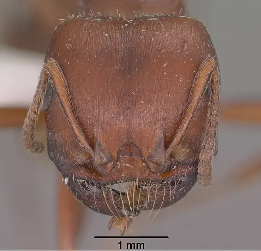 Pogonomyrmex barbatus - CASENT0102894