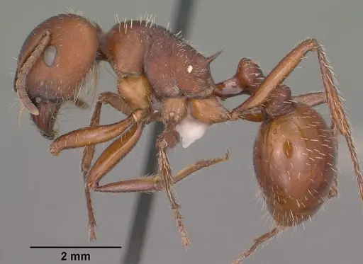Pogonomyrmex barbatus - CASENT0102894