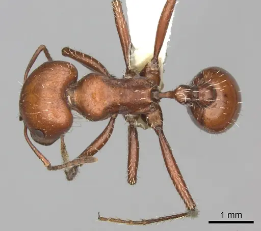 Pogonomyrmex barbatus - CASENT0235329