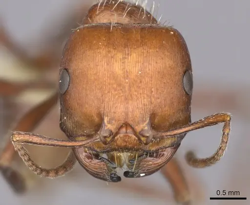 Pogonomyrmex barbatus - CASENT0235329