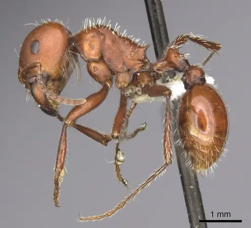 Pogonomyrmex barbatus - CASENT0235329