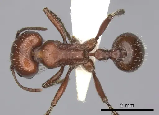Pogonomyrmex barbatus - CASENT0235333
