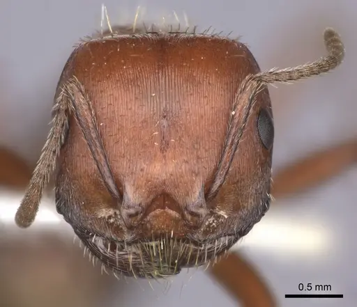 Pogonomyrmex barbatus - CASENT0235333