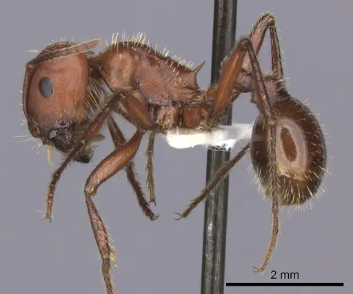 Pogonomyrmex barbatus - CASENT0235333