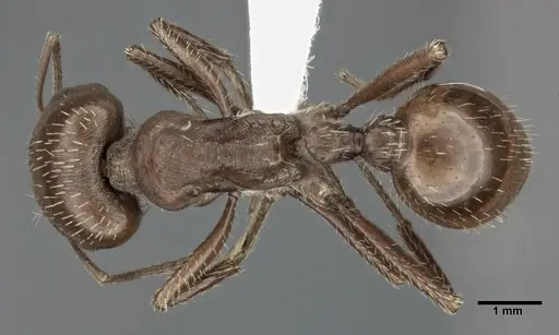 Pogonomyrmex barbatus - CASENT0246124