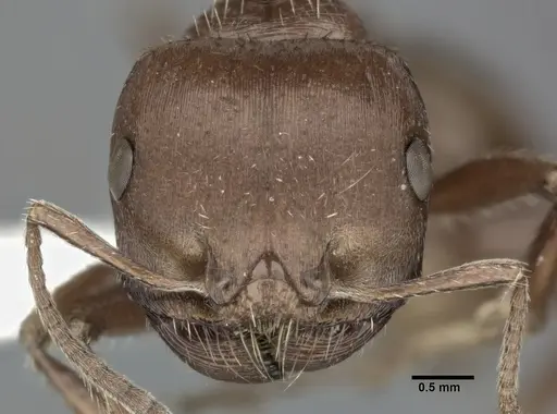 Pogonomyrmex barbatus - CASENT0246124