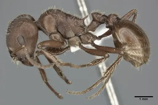 Pogonomyrmex barbatus - CASENT0246124