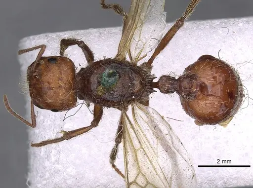 Pogonomyrmex barbatus - CASENT0900373