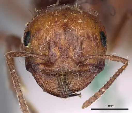 Pogonomyrmex barbatus - CASENT0900373