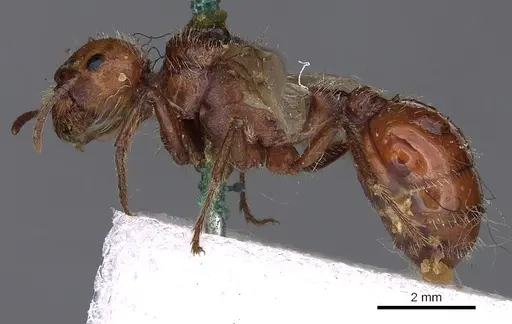 Pogonomyrmex barbatus - CASENT0900373