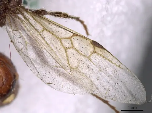 Pogonomyrmex barbatus - CASENT0900373