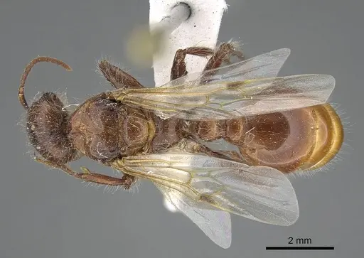Pogonomyrmex barbatus - CASENT0914094