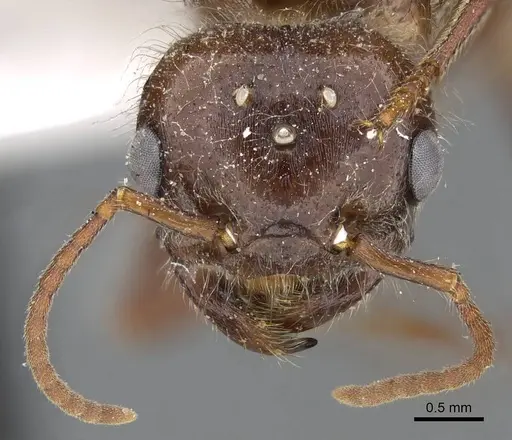 Pogonomyrmex barbatus - CASENT0914094