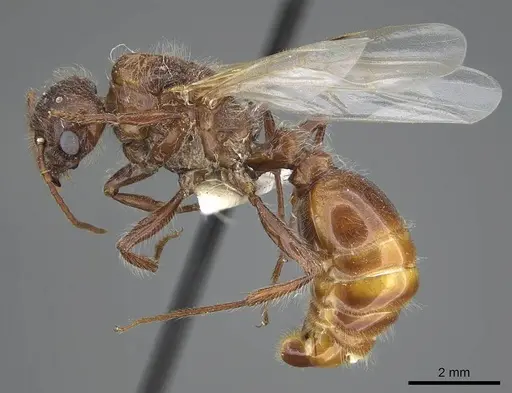 Pogonomyrmex barbatus - CASENT0914094