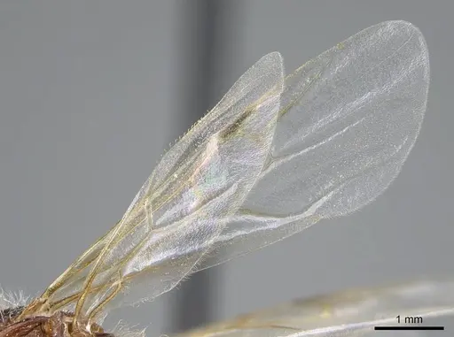 Pogonomyrmex barbatus - CASENT0914094