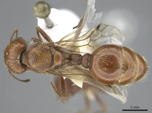 Pogonomyrmex barbatus - CASENT0914095