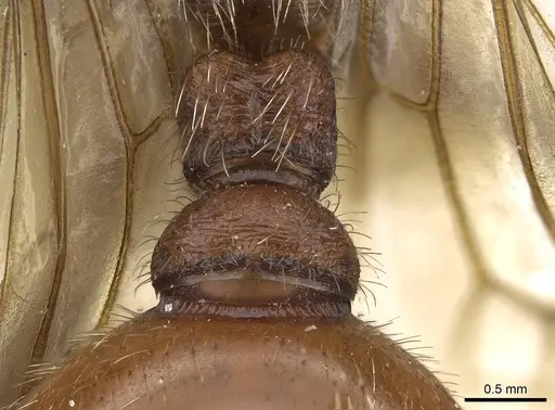 Pogonomyrmex barbatus - CASENT0914095