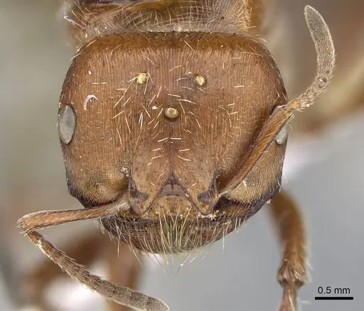 Pogonomyrmex barbatus - CASENT0914095