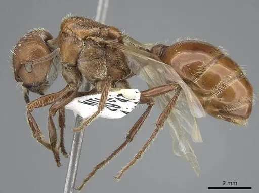 Pogonomyrmex barbatus - CASENT0914095