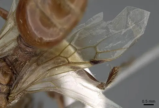 Pogonomyrmex barbatus - CASENT0914095