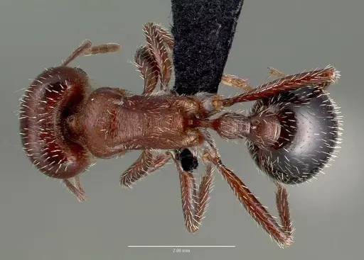 Pogonomyrmex bicolor specimen