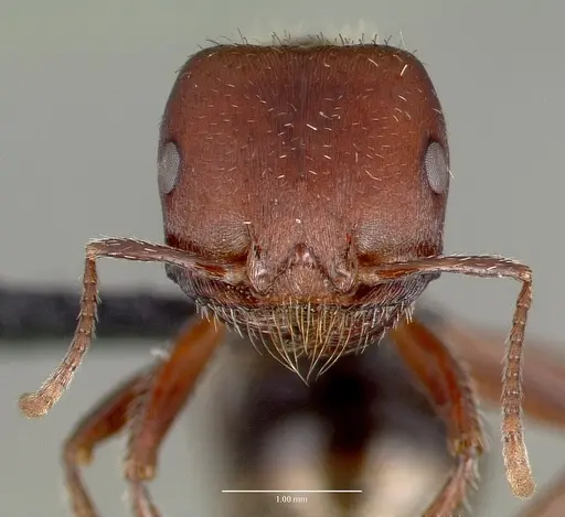 Pogonomyrmex bicolor specimen