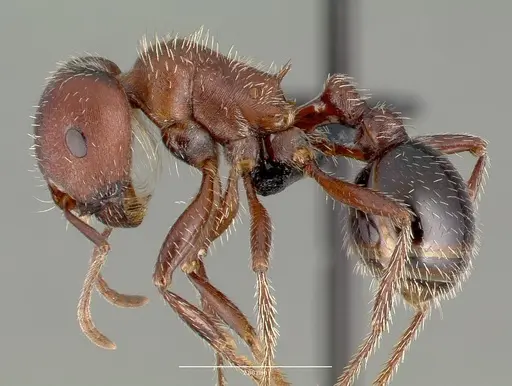 Pogonomyrmex bicolor specimen