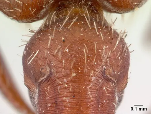 Pogonomyrmex bicolor - CASENT0178916