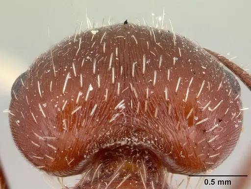 Pogonomyrmex bicolor - CASENT0178916