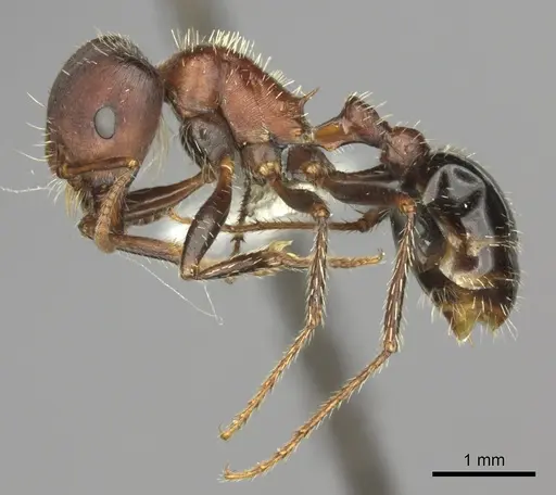 Pogonomyrmex bicolor - CASENT0235331