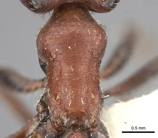 Pogonomyrmex bicolor - CASENT0249059