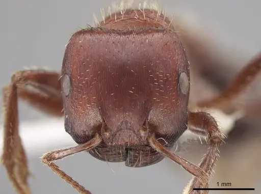 Pogonomyrmex bicolor - CASENT0648195