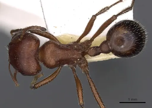 Pogonomyrmex bicolor - CASENT0900374