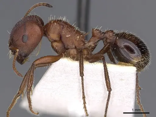 Pogonomyrmex bicolor - CASENT0900374