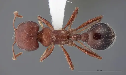 Pogonomyrmex bicolor - FMNHINS0000083119