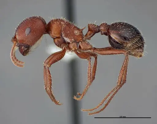 Pogonomyrmex bicolor - FMNHINS0000083119