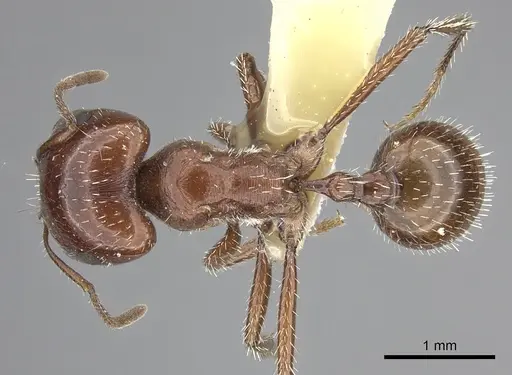 Pogonomyrmex bigbendensis specimen