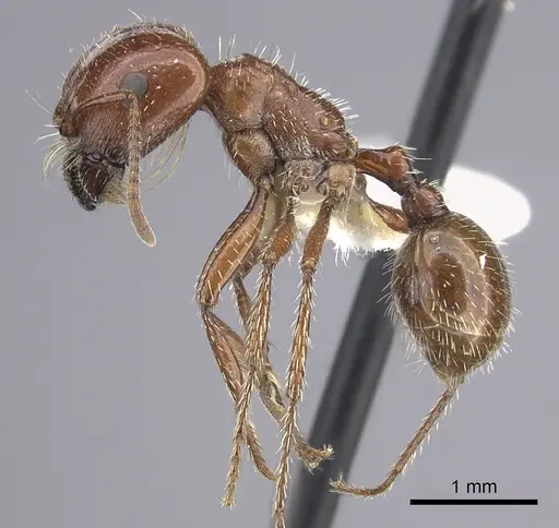Pogonomyrmex bigbendensis specimen