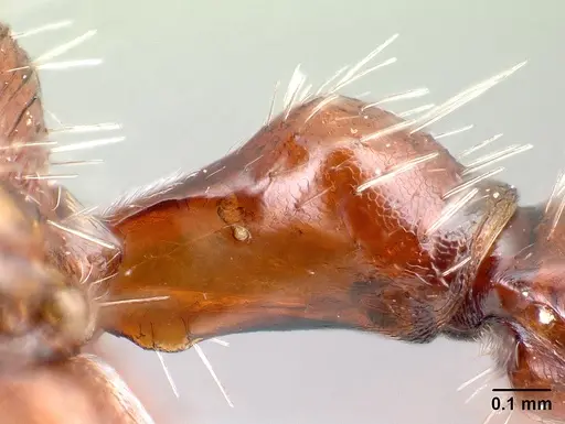 Pogonomyrmex bigbendensis specimen