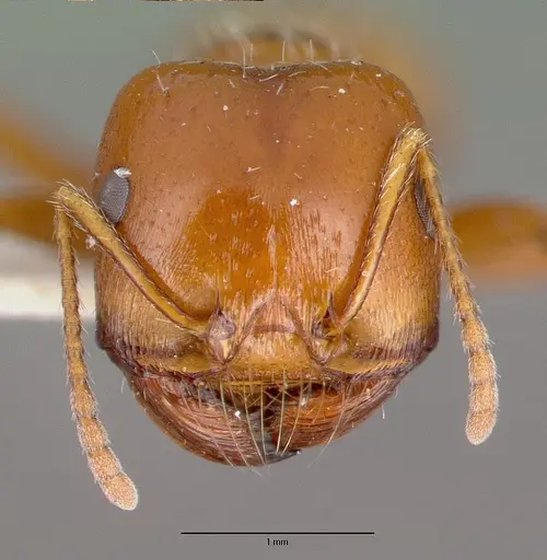 Pogonomyrmex bigbendensis - CASTYPE14104