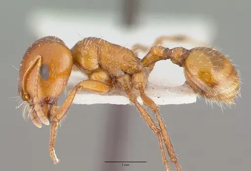 Pogonomyrmex bigbendensis - CASTYPE14104