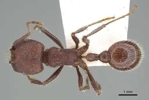 Pogonomyrmex bispinosus specimen