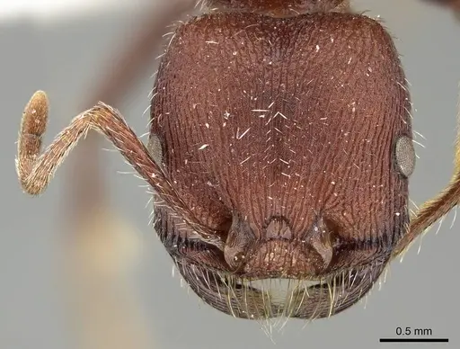 Pogonomyrmex bispinosus specimen