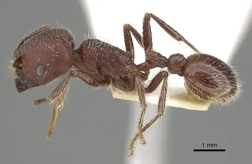 Pogonomyrmex bispinosus specimen