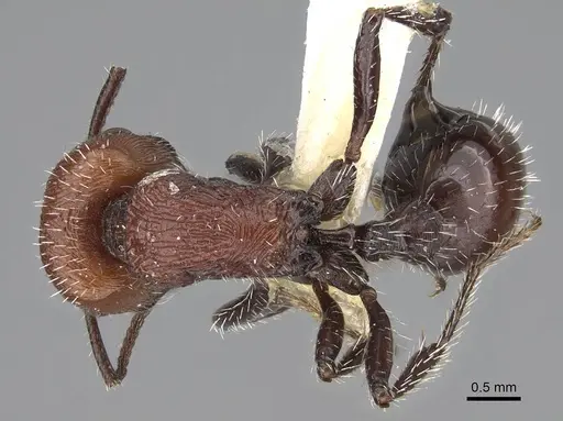 Pogonomyrmex bolivianus specimen