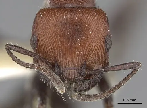 Pogonomyrmex bolivianus specimen